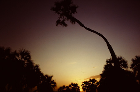 地球環境保護団体 GAEA ガイア