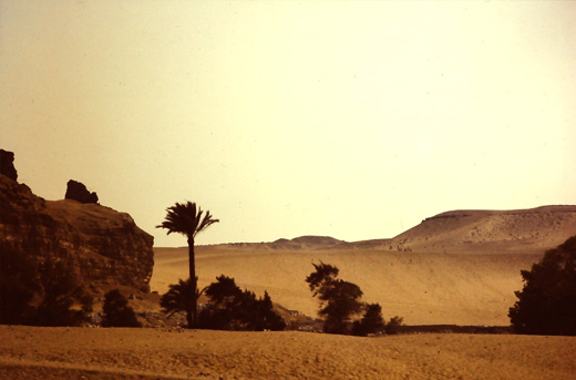 ガイア植林基金